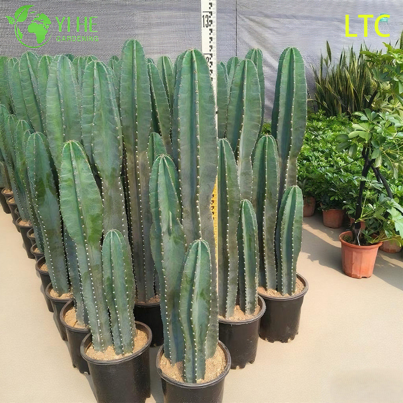Live Dragon Fruit Cactus Plant A Fruit-Bearing Hylocereus Undatus