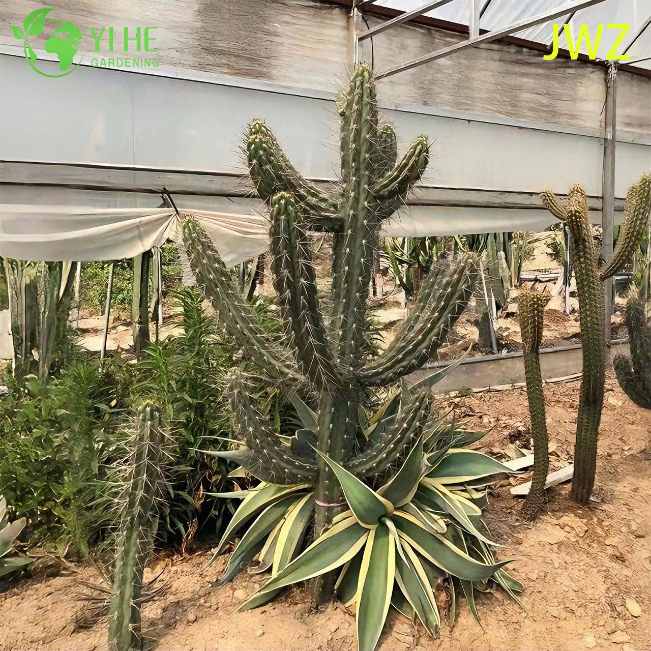 Live Mexican Fence Post Cactus A Tall Columnar Ribbed Succulent