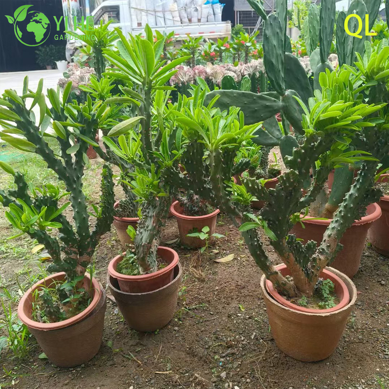 Live Crested Euphorbia Neriifolia A Wavy Monstrose Sculptural Succulent