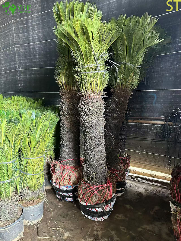 Single-stemmed Sago Palm Cycas
