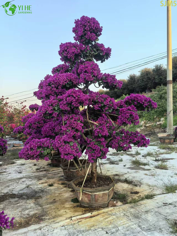 Bougainvillea Large Bonsai