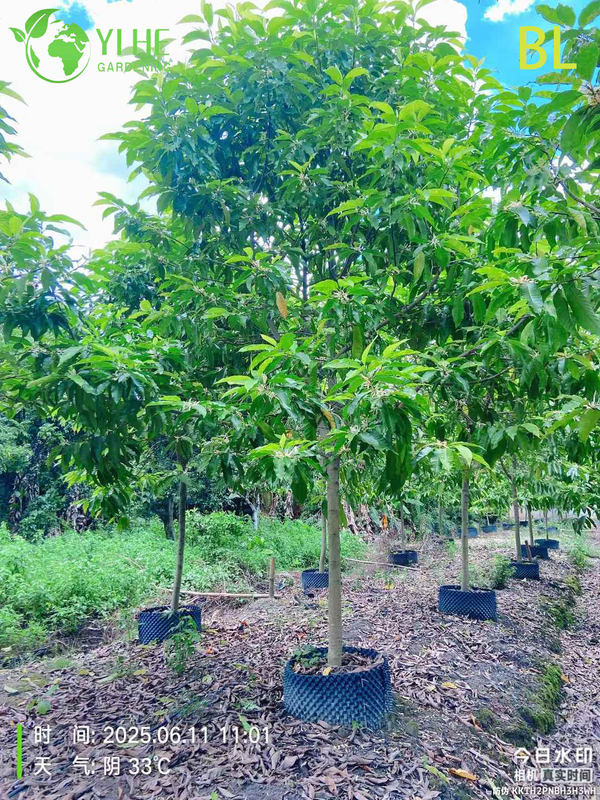 Live Fragrant White Champaca Magnolia Tree for Garden Landscaping Bonsai
