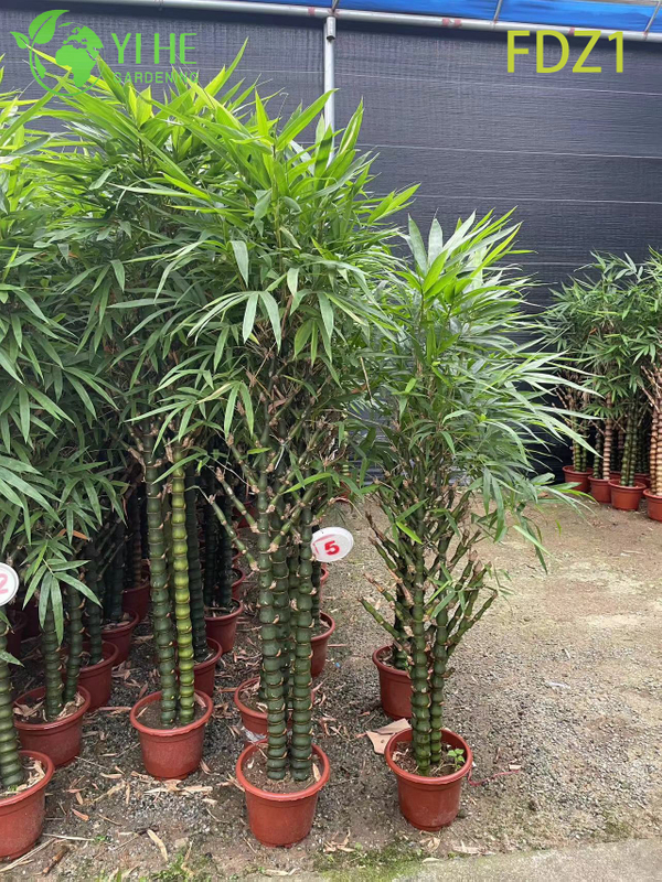 Wholesale Live Golden Buddha Belly Clumping Bamboo for Landscape Design Bonsai