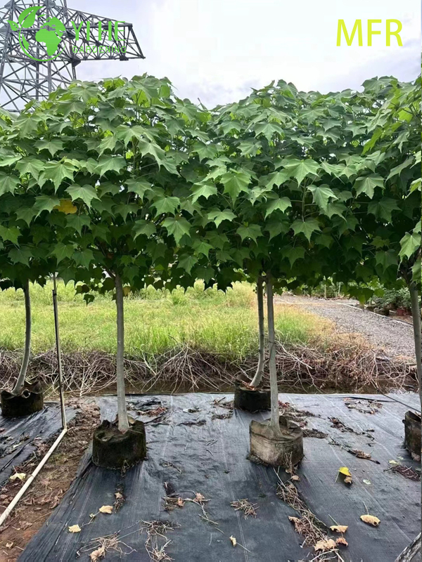 Wholesale Confederate Rose Standard Live Flowering Hibiscus Tree Bonsai