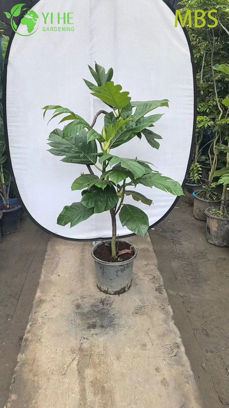 Wholesale Live Breadfruit Tree Artocarpus Edible Tropical Plant Bonsai