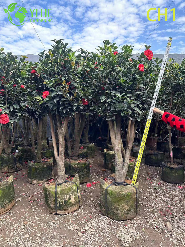 Wholesale Live Red Flowering Camellia Japonica Ornamental Shrub Bonsai