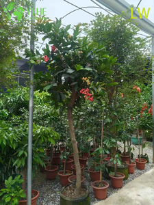 Fresh Wax Apple Tree with Crisp Bell-Shaped Edible Fruits Syzygium samarangense Bonsai