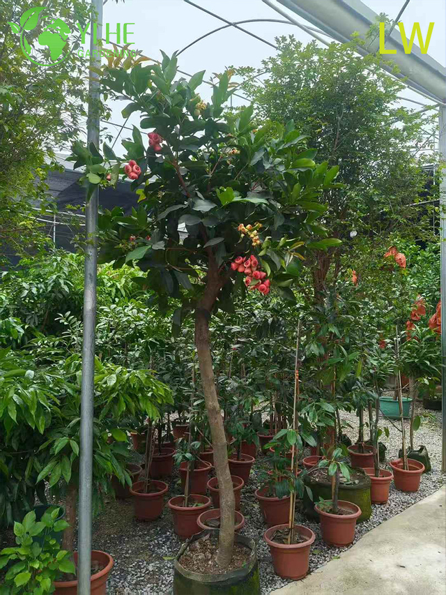 Frischer Wachsapfelbaum mit knackigen, glockenförmigen, essbaren Früchten, Syzygium samarangense Bonsai