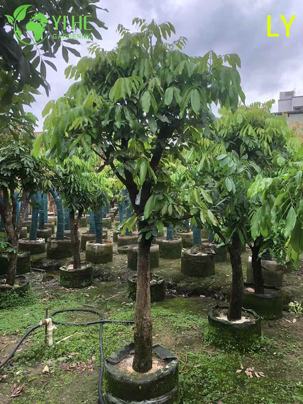 Live Dimocarpus Longan Dragon's Eye Tree with Sweet Fruit Bonsai