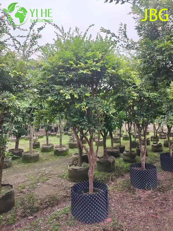 Lush Evergreen Jabuticaba Tree with Grape-like Edible Fruits Bonsai