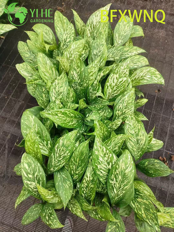 Wholesale Dieffenbachia Snowstorm Variegated Dumb Cane Plant Plug Seedlings