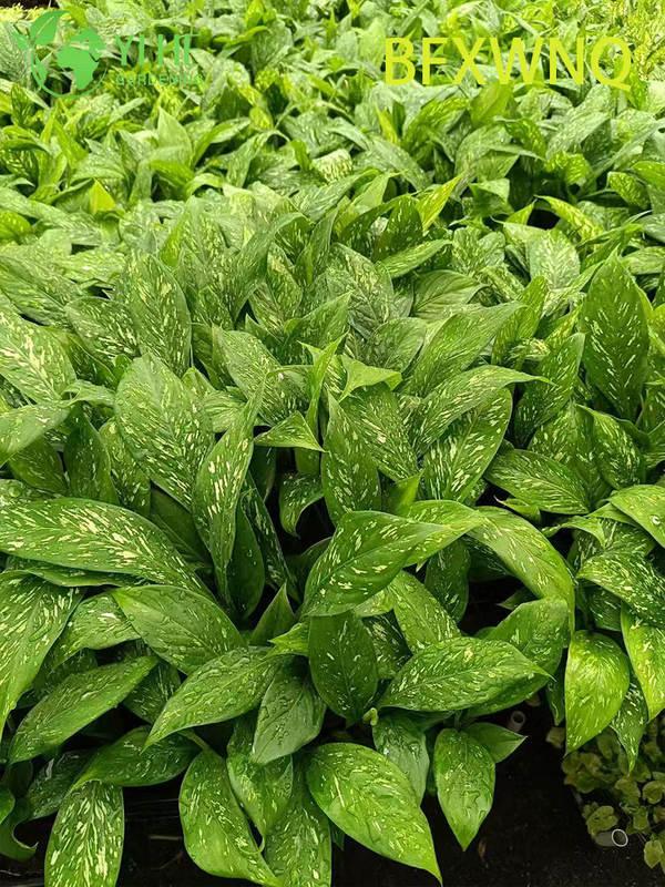 Wholesale Dieffenbachia Snowstorm Variegated Dumb Cane Plant Plug Seedlings