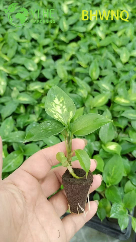 Wholesale Dieffenbachia Tropic Marianne Live Starter Plant Plug Seedlings
