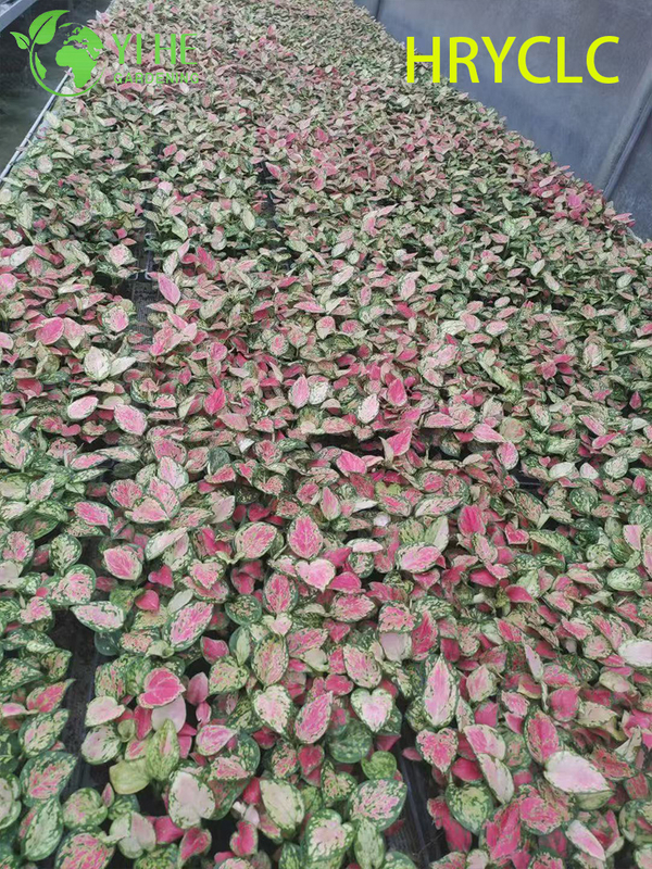 Wholesale Aglaonema Red Valentine Live Chinese Evergreen Starter Plug Seedlings