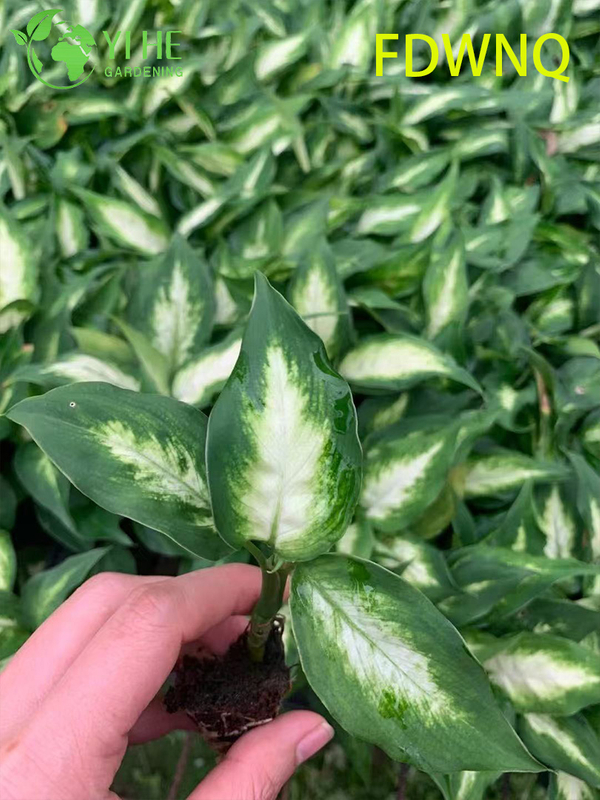 Wholesale Dieffenbachia Camille Live Variegated Dumb Cane Starter Plug Seedlings