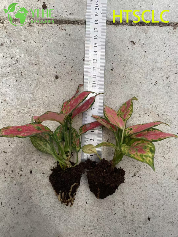 Wholesale Aglaonema Red Angel Live Chinese Evergreen Starter Plug Seedlings