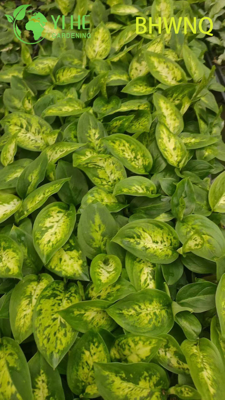 Wholesale Dieffenbachia White Flame Live Dumb Cane Starter Plug Seedlings