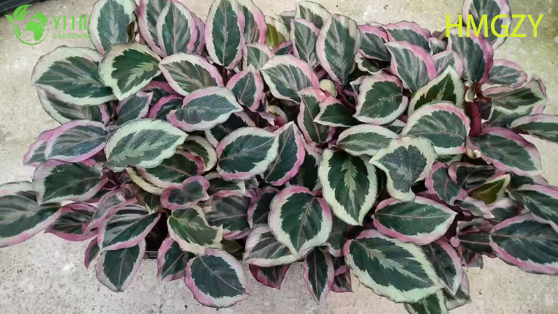 Wholesale Calathea Dottie Black Live Prayer Plant Starter Plug Seedlings