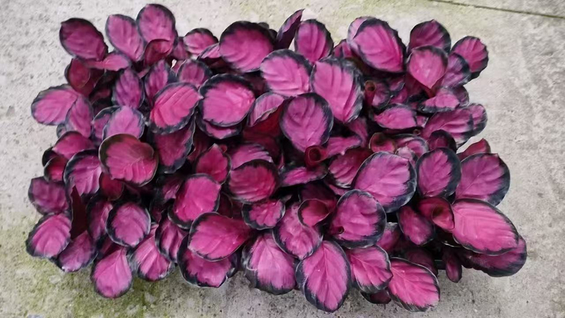 Wholesale Calathea Rosey Pink Live Prayer Plant Starter Plug Seedlings