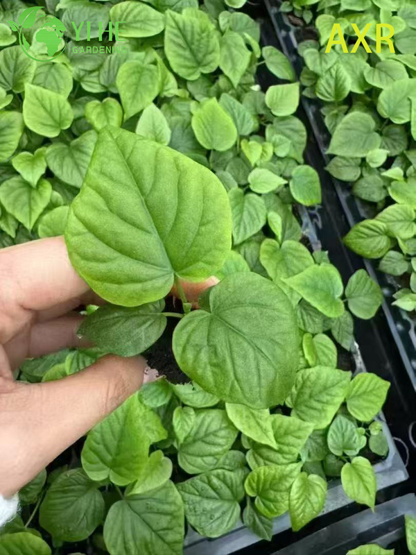 Wholesale Ficus Umbellata Heart-Leaf Fig Live Starter Plant Plug Seedlings