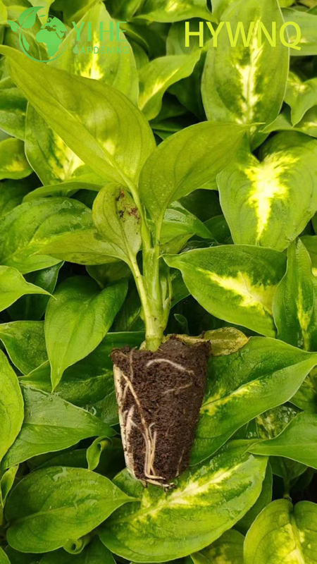 Wholesale Dieffenbachia Tropic Snow Live Dumb Cane Starter Plant Seedlings