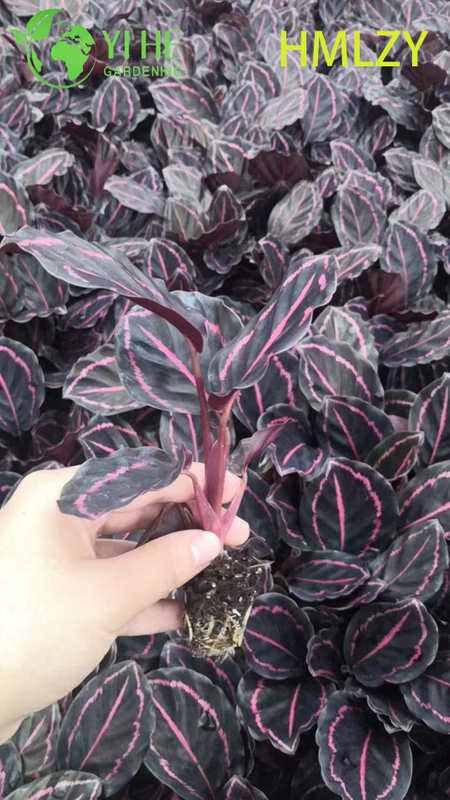 Wholesale Calathea Pinstripe Live Prayer Plant Starter Plug Seedlings