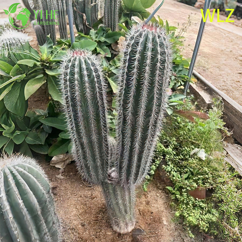 Large Golden Tower Parodia Columnar Cactus for Outdoor Landscaping Bonsai