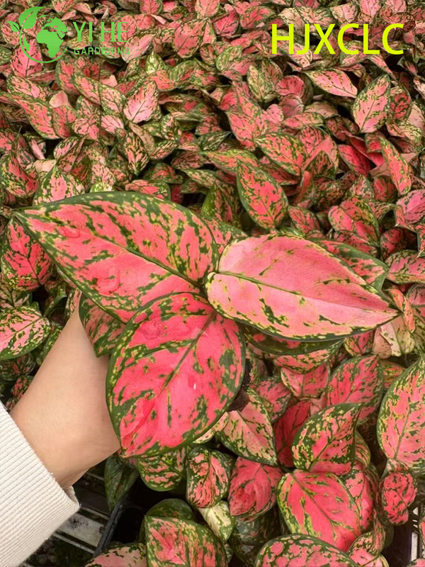 Wholesale Red Aglaonema Valentine Live Chinese Evergreen Starter Plug Seedlings