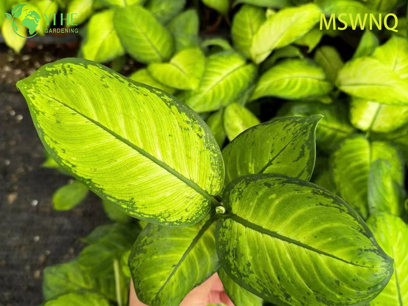 Wholesale Dieffenbachia Marsha Live Variegated Dumb Cane Plug Seedlings