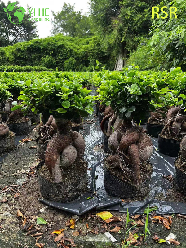 Live Ginseng Ficus Microcarpa An Indoor Bonsai Tree Plant