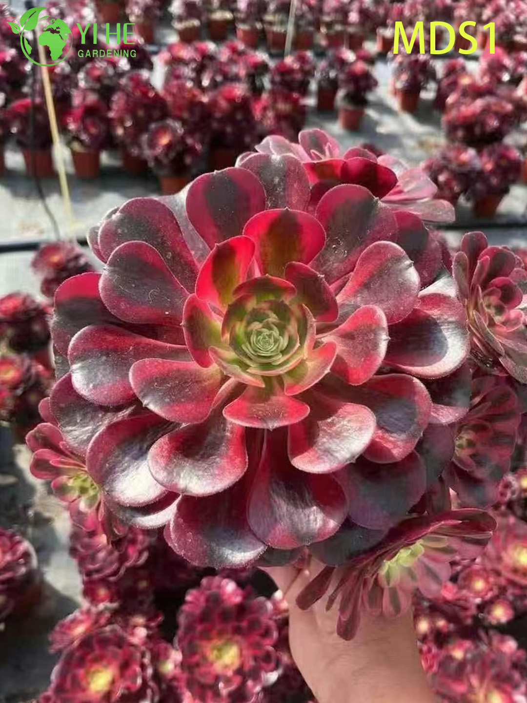 Wholesale Aeonium Medusa Live Plant Red And Black Rosette Succulent Bonsai