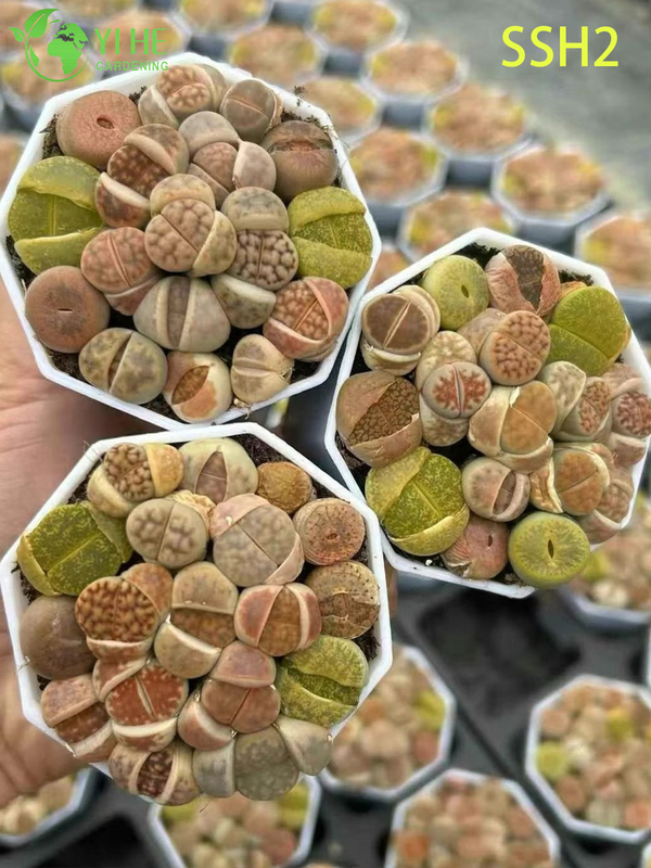 Wholesale White Flowering Lithops Living Stones Assorted Succulent Plant Bonsai
