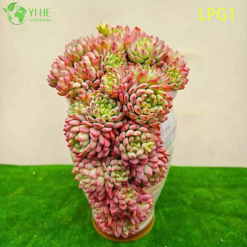 Live Colorful Rosette Echeveria Blue Apple Succulent Plant Bonsai