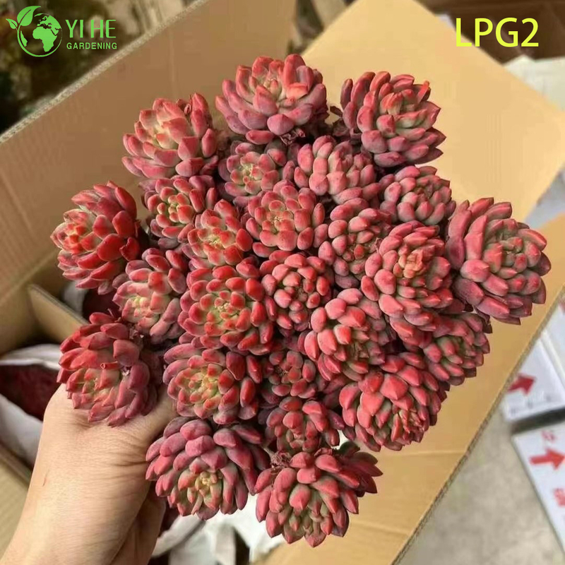 Lush Pink Echeveria Succulent Cluster for Home Decor Bonsai