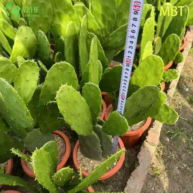 Live Paddle Cactus Plant Wholesale for Modern Home Decor Bonsai