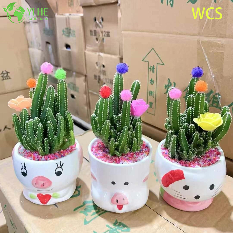 Wholesale Fairy Castle Cactus Acanthocereus Tetragonus Live Plant Bonsai
