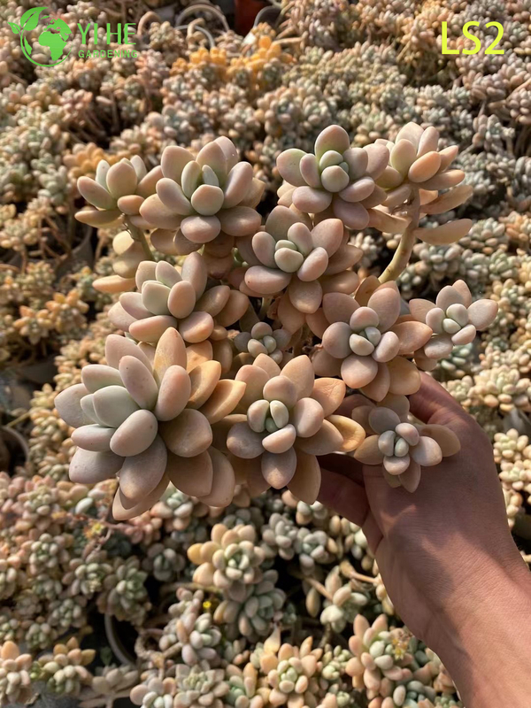 Live Apricot Glow Succulent Plant Wholesale Chubby Rosette Cluster Bonsai