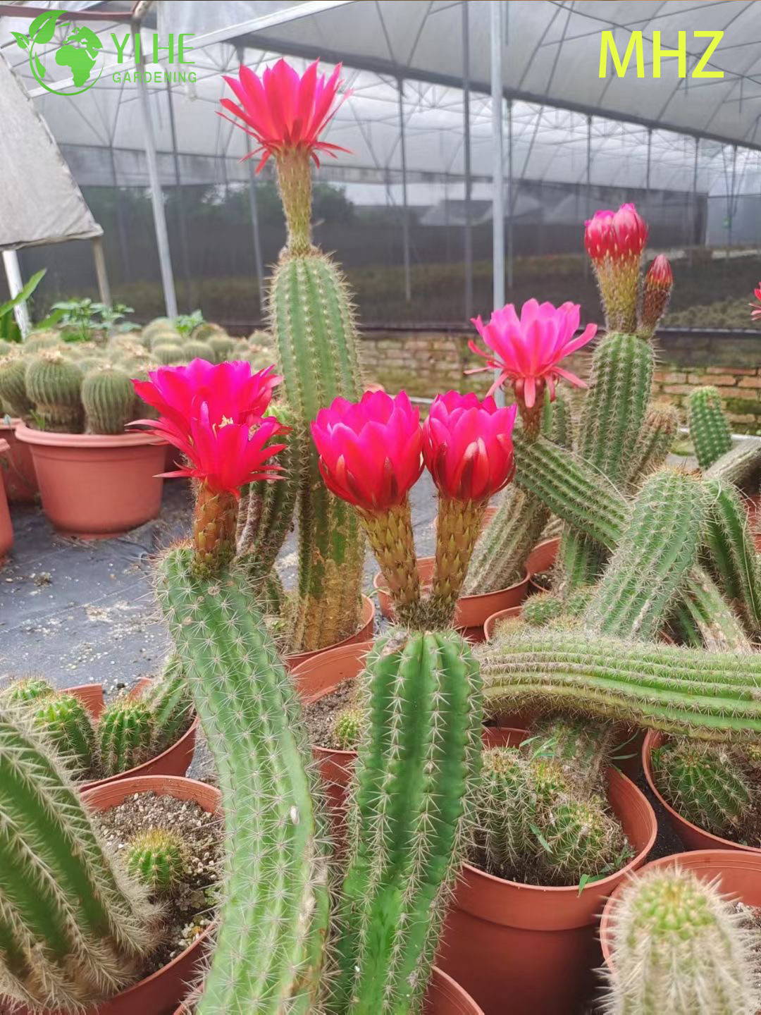 Wholesale Golden Ball Cactus Parodia Leninghausii Live Ornamental Plant Bonsai