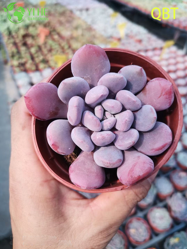 Wholesale Echeveria Cupid Succulent with Heart-Shaped Leaves Bonsai