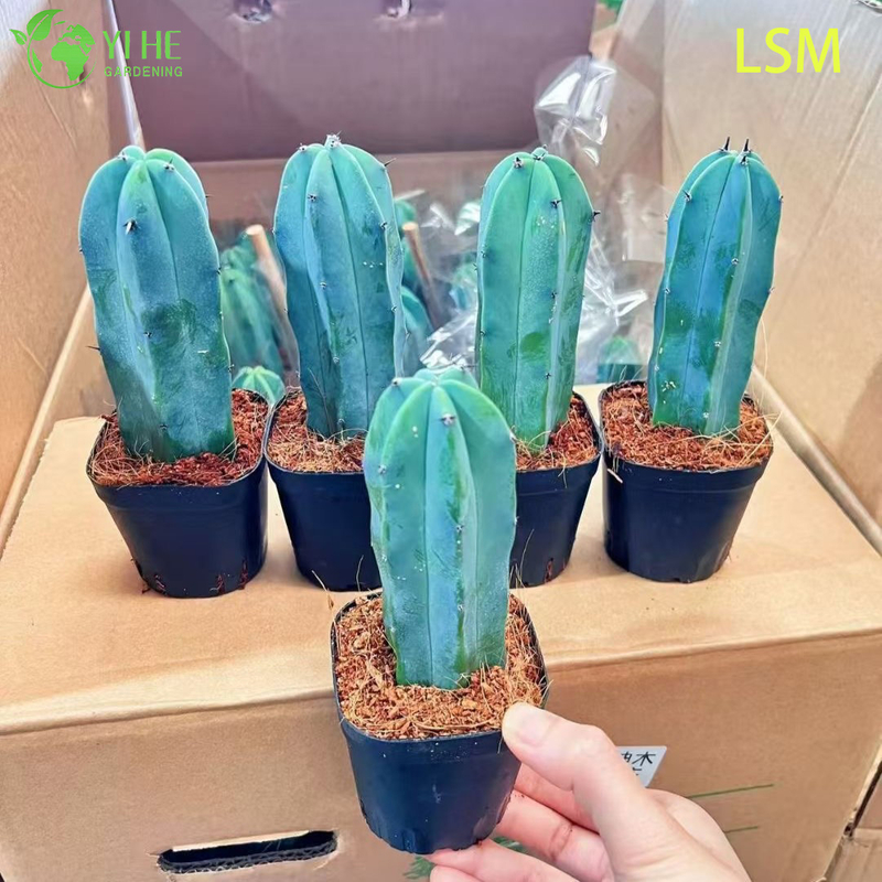 Wholesale Blue Myrtle Cactus Myrtillocactus Geometrizans Live Succulent Plant Bonsai