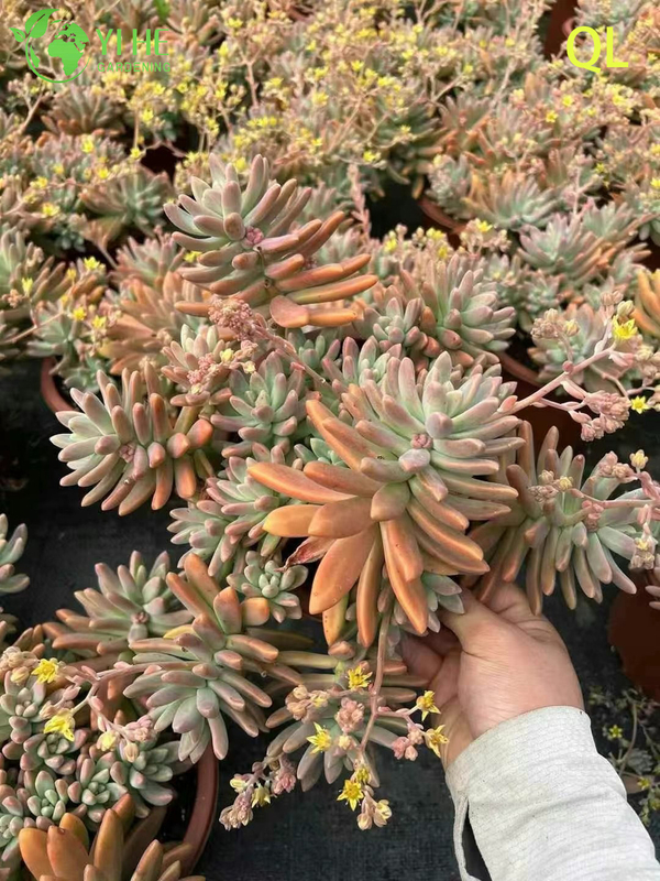 Wholesale Pink Peach Sunset Succulent Graptosedum Francesco Baldi Live Plant Bonsai