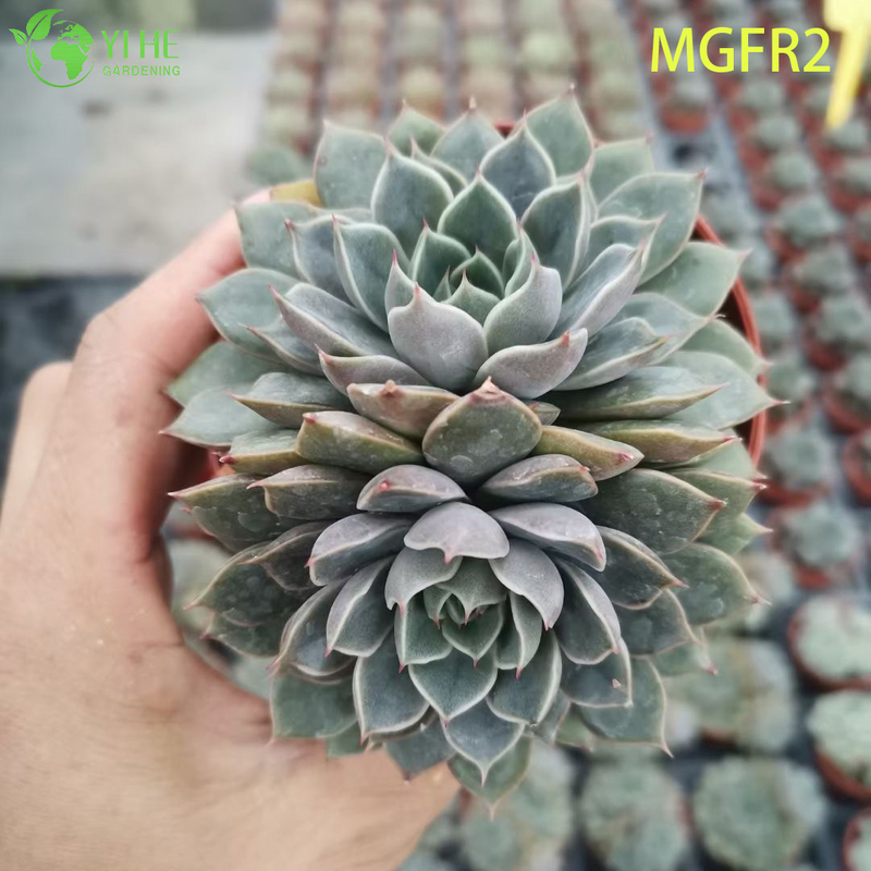 Wholesale Echeveria Madame Rose Succulent Cluster Live Plant Bonsai