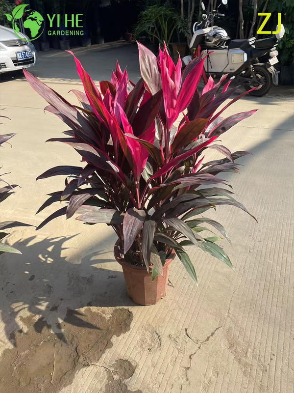Wholesale Hot Pink Cordyline Ti Plant Live Tropical Foliage Bonsai