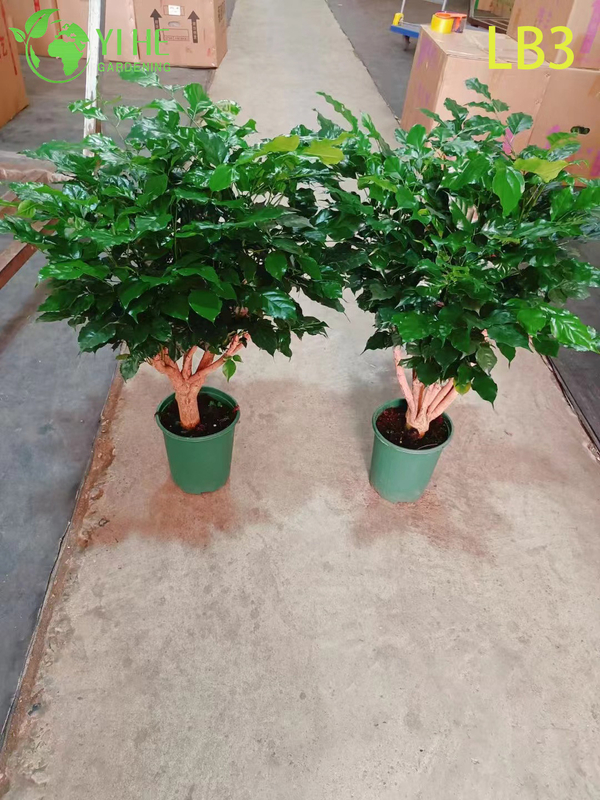 Wholesale Mini Ginseng China Doll Plant Exposed Root Bonsai