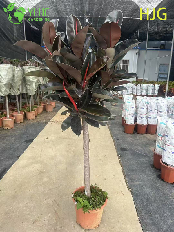Wholesale Black Prince Rubber Tree Ficus Elastica Houseplant Bonsai