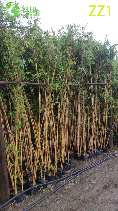 Wholesale Live Bamboo Plant Canes for Garden Privacy Screen Bonsai