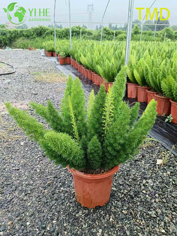 Wholesale Foxtail Fern Live Asparagus Plume Accent Plant Bonsai