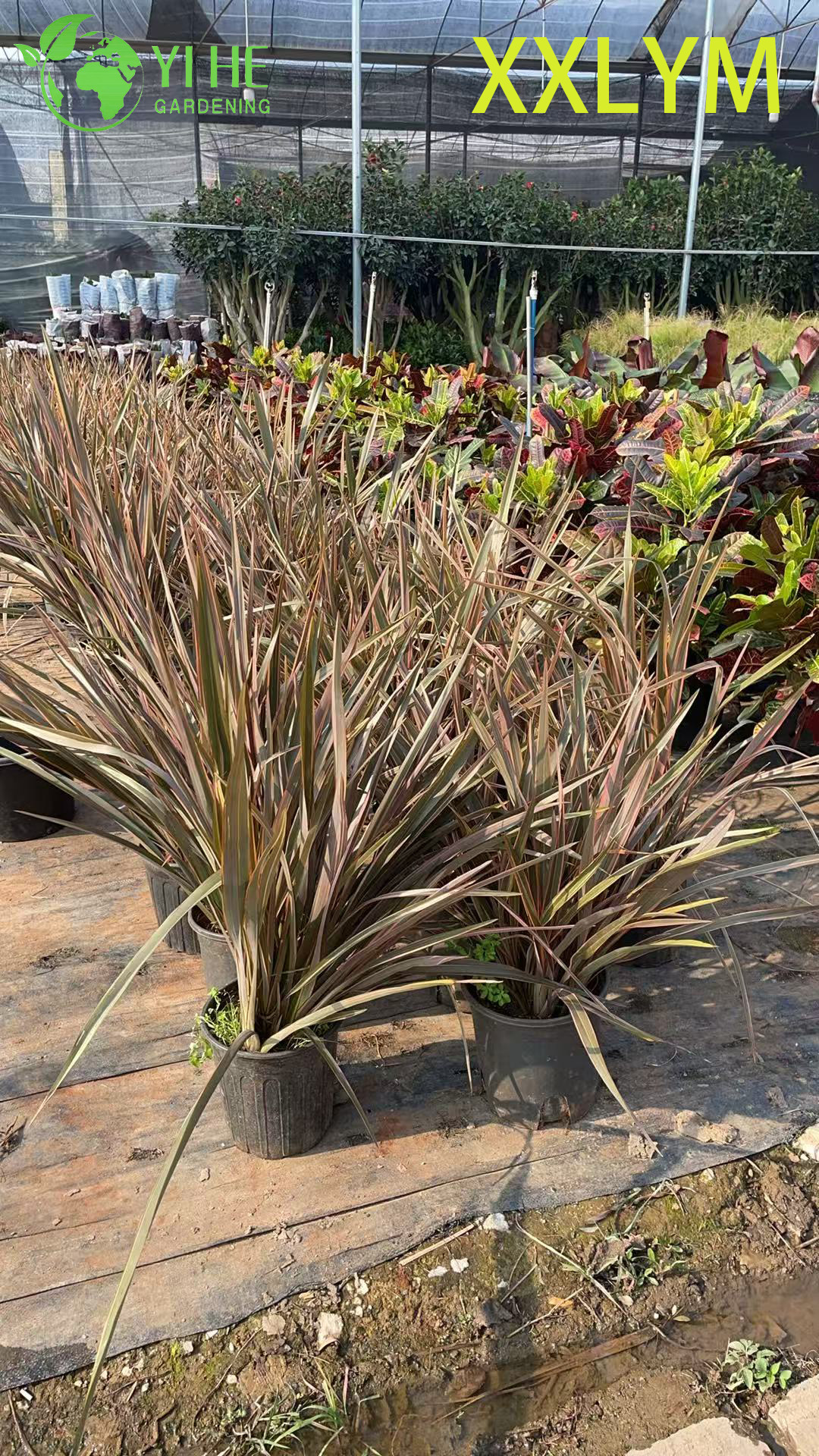 Wholesale Bronze New Zealand Flax Live Architectural Phormium Plant Bonsai