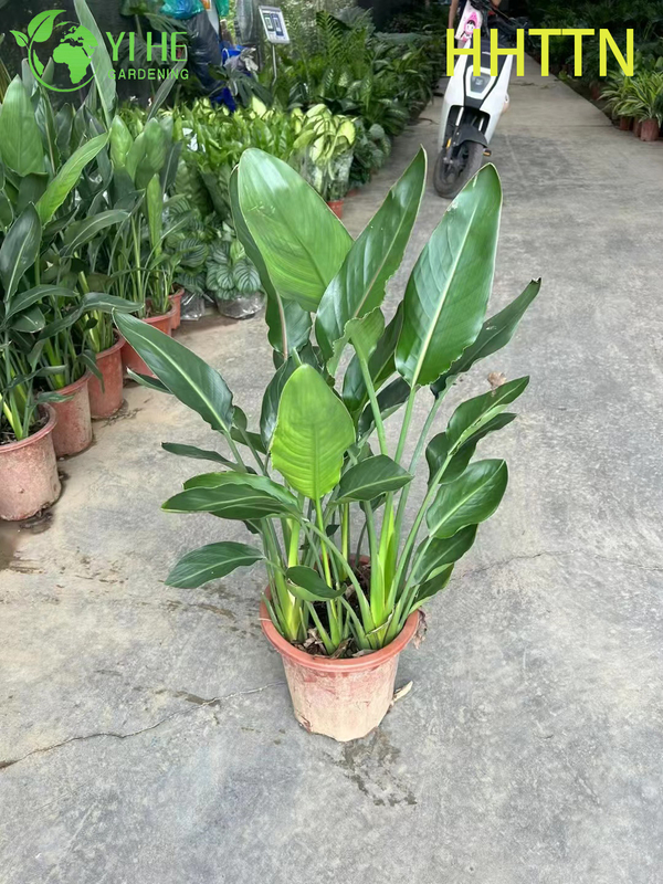 Wholesale Yellow Bird of Paradise Live Strelitzia Tropical Plant Bonsai