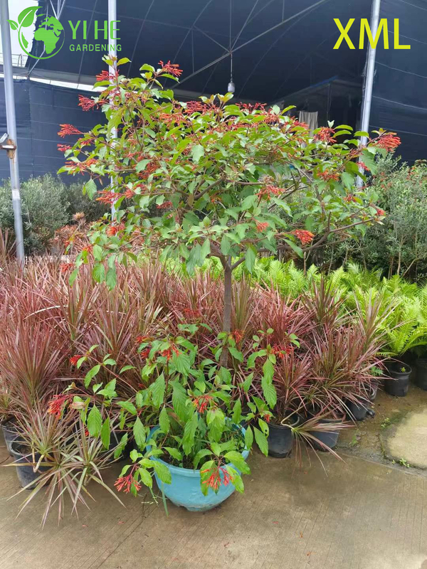 Wholesale Red Firebush Hamelia Live Hummingbird Garden Shrub Bonsai